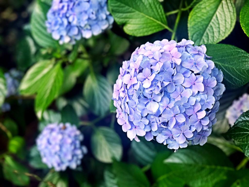 绣球花 花 花 多雨的季节 植物 6 月 紫色 高清图片 发现客