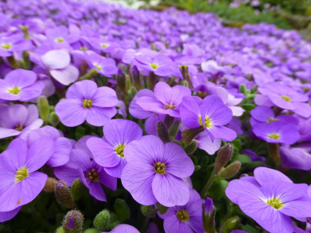 紫色 花 高山 春天 紫色的小花 自然 紫色的花 高清图片 发现客