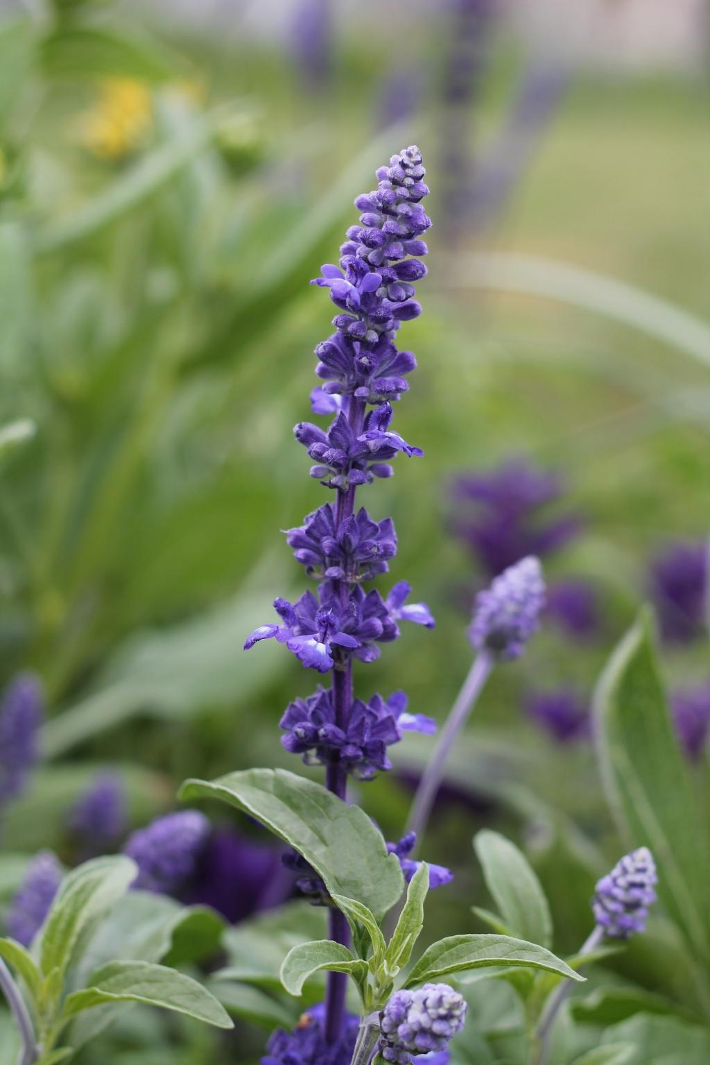 自然 紫色 花 紫色的花 植物 紫罗兰色 春天 高清图片 发现客