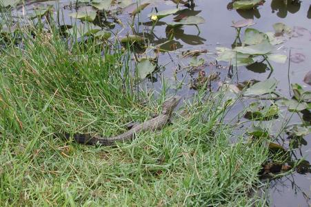 佛罗里达州, 短吻鳄, 沼泽, 爬行动物, 鳄鱼, 水, 婴儿鳄鱼