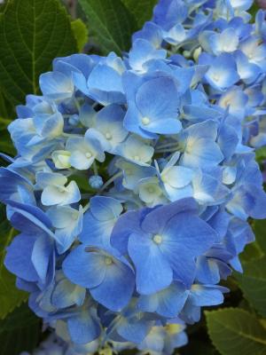 花, 花香, 绣球花, 蓝色, 植物, 灌木, 绽放