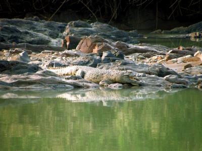 鳄鱼, 野生, 动物, 河, 纳米比亚, 绿色, 水