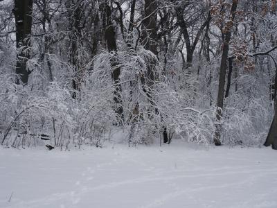 森林, 雪, 树木, 冬天, 荒野, 自然, 未知
