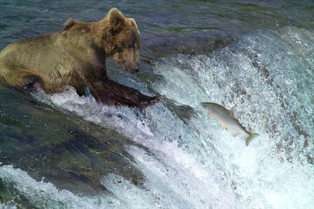 科迪亚克棕熊, 捕鱼, 水, 站, 野生动物, 自然, 捕食者