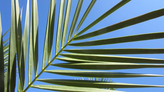风扇棕榈, 叶子, 天空, 棕榈叶, 扇形, 科目, 模式