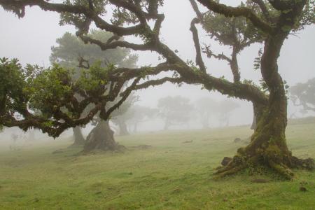 月桂树森林, 月桂树, 马德拉岛, 老树, 有雾, 神秘, 自然
