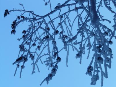 树, 分支机构, 审美, 白霜, 冰, 冰, 冬天