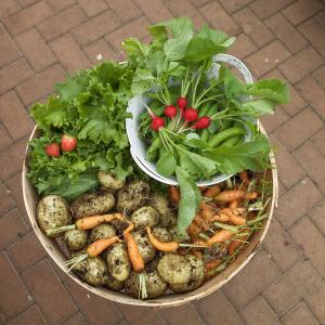 蔬菜, 收获, 绿色, 食品, 花园, 植物, 园艺