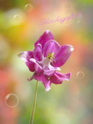 科伦拜恩, 紫色, 花, 植物, 开花, 绽放, 宏观