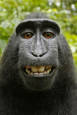 猕猴黑, 自拍照, 自画像, 哺乳动物, 西里伯斯海凤头猕猴, 印度尼西亚, 黑猿