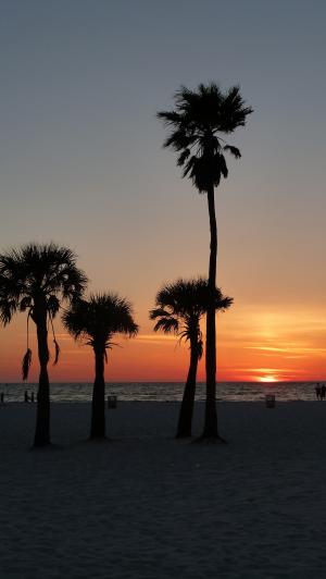 日落, 棕榈树, 海岸, 剪影, 棕榈, 天空, 傍晚的天空