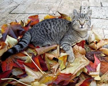 猫, 小猫, 虎斑猫, 秋天, 秋天的落叶, 家猫, 看着相机