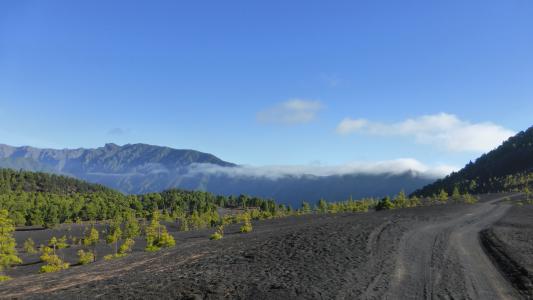 火山景观, 帕尔马, 加那利群岛, 火山灰, 树木, 对比