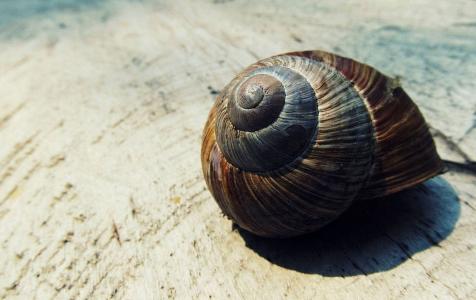 蜗牛的壳, 壳, 蜗牛, 自然, 形状, 宏观, 螺旋
