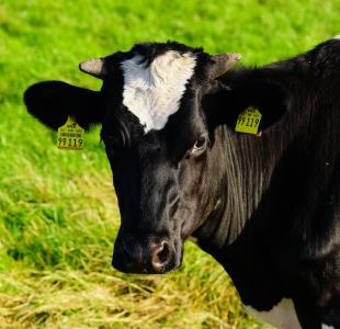 母牛, 奶牛, 牛肉, 牧场, 动物, 农业, 牛
