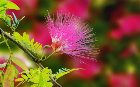 含羞草, 花, 自然, 粉红色花毛, 异国情调, 植物