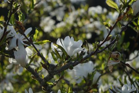 星 magnolie, 木兰, 开花, 绽放, 白色, 一种观赏灌木, 观赏植物