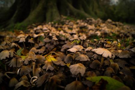 秋天, 森林, 真菌, 真菌, 蘑菇, 木材, 叶