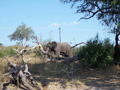 男性, 大象, 博茨瓦纳, 野生动物, 萨凡纳