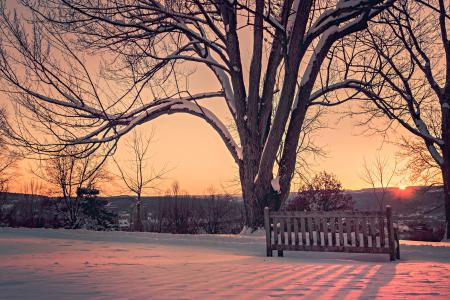 树, 板凳, 休息, 日落, 暮光之城, 浪漫, 冬天