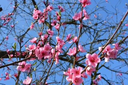 花, 春天, 粉红色的颜色, 花, 分公司, 树, 粉红色的颜色