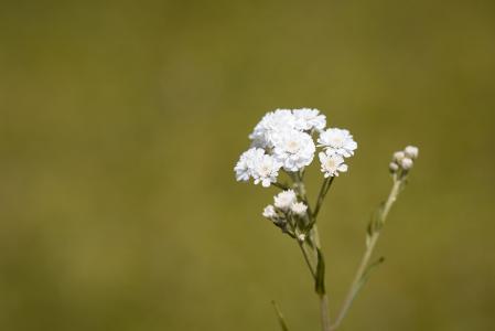 茛 aconitifolius, eisenhut-块, 花, 花, 白色, 白色的花, 植物