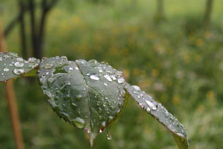 罗森布拉特, 自然, 雨, 水一滴, 雨滴, 宏观
