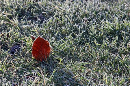 冬天, 工作表, 自然, 成熟, 冰, 草, 红色