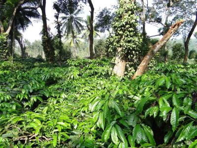 咖啡种植园, 咖啡罗布斯塔, ammathi, coorg, 克达, 印度
