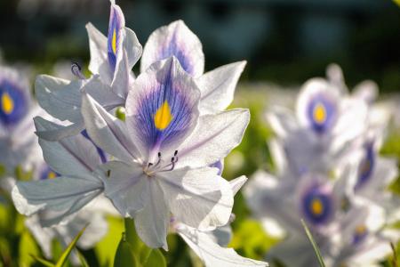 花卉领域, 白色蓝色, 花, 叶子, 阳光, 喀拉拉邦, 印度