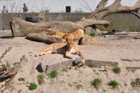 动物园, 母狮, 贵