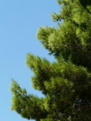 松树, 树, 针头, 绿色, 植物, 天空, 蓝色