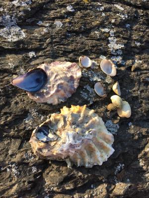 贝壳, 海贝壳, 海洋, 海岸线, 海滩, 壳