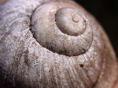 蜗牛, 海螺, 自然, 蜗牛的壳, 软体动物, 石灰石, 特写