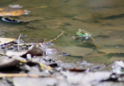 青蛙, 蟾蜍, 沼泽, 两栖类动物, 沼泽蛙, 环境, 泥浆