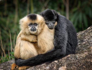猿, 拥抱, 亲情, 拥抱, 动物园, 动物, 休息