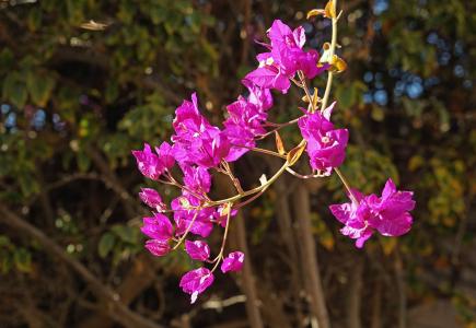 buganvilla, 花, 紫色, 兰萨罗特岛, 分公司
