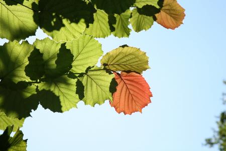 叶, 秋天, 印象, 自然, 赛季, 植物, 树