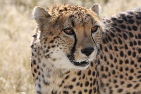 猎豹, 纳米比亚, 自然, 野生动物, 捕食者, 狩猎, 非洲