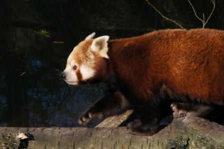 熊猫, 小熊猫, 熊猫, 捕食者, 濒临灭绝