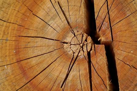 木材, 树桩, 木制, 纹理, 小组, 老, 乡村