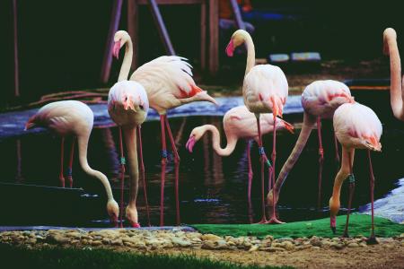 动物, 火烈鸟, 粉色, 动物主题, 粉红色的颜色, 鸟, 没有人