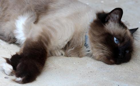 猫, 缅甸, 累了, 懒