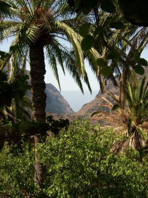 特内里费岛, 自然, 加那利群岛, 山, 棕榈树, 风景, 景观