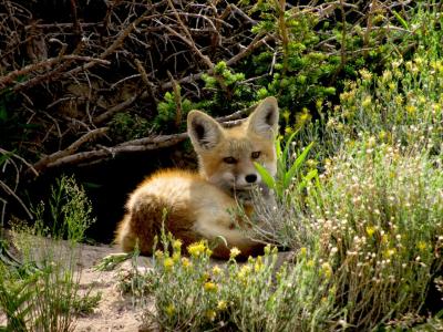 红狐狸, 野生动物, 自然, 年轻, 捕食者, vulpes vulpes, 荒野