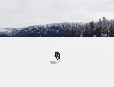 狗, 动物, 雪, 冬天, 感冒, 天气, 伍兹