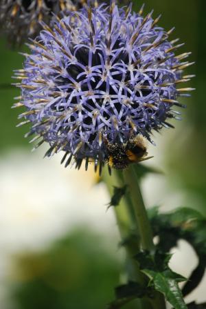 蜜蜂, 植物区系, 花, 植物, 花粉