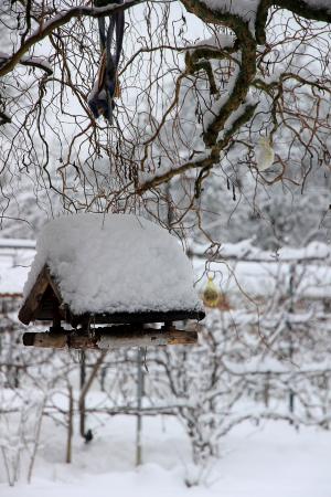 冬天, 雪, 白色, 喂鸟器, 鸟舍, 鸟, 感冒