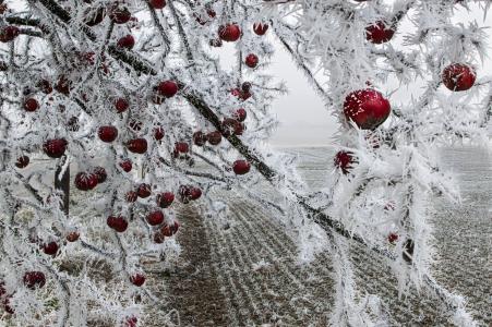 苹果, 冻结, 在树上, 冬天, 圣诞节, 雪, 红色