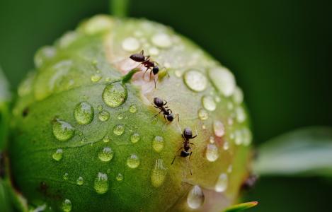 牡丹, 花蕾, 蚂蚁, 雨, 滴灌, 雨滴, 自然